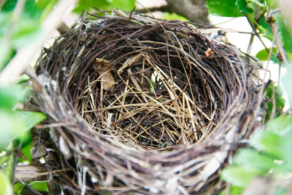 Bird's nest Stock Image