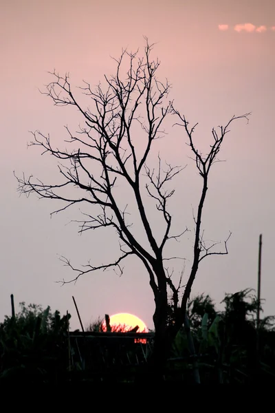Laublose Bäume bei Sonnenuntergang — Stockfoto