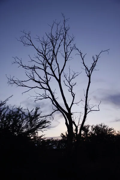 Árboles sin hojas al atardecer —  Fotos de Stock