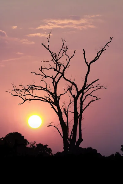 Bezlistne drzewa na zachód słońca — Zdjęcie stockowe