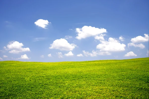Зелений луг з блакитним небом — стокове фото
