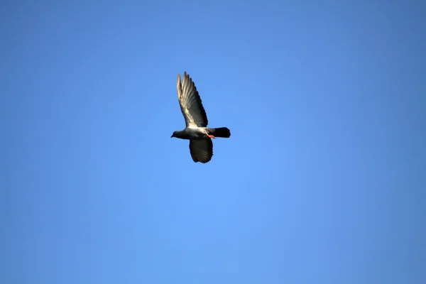 Duen flyver under blå himmel - Stock-foto
