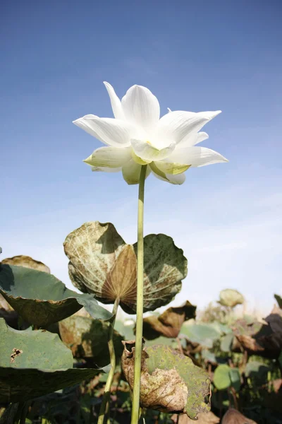 Vit lotusblomma — Stockfoto