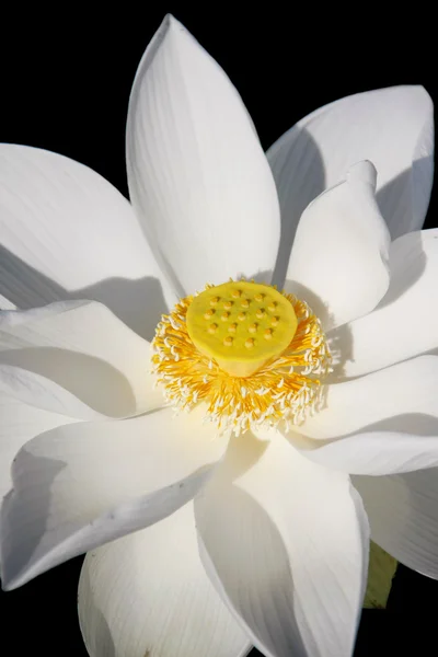 Vit lotusblomma — Stockfoto