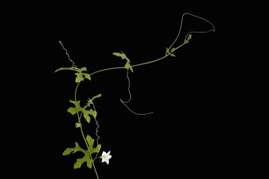 çoğu coccinia grandis