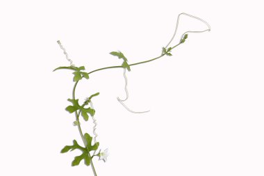 çoğu coccinia grandis