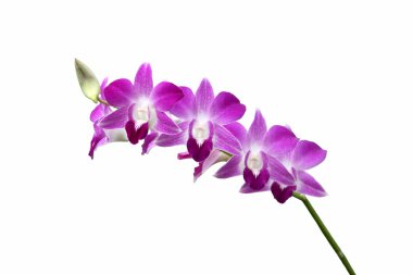 Orkide çiçek