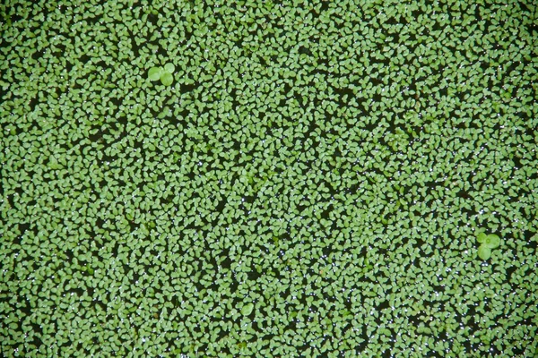 Duckweed — Stock fotografie