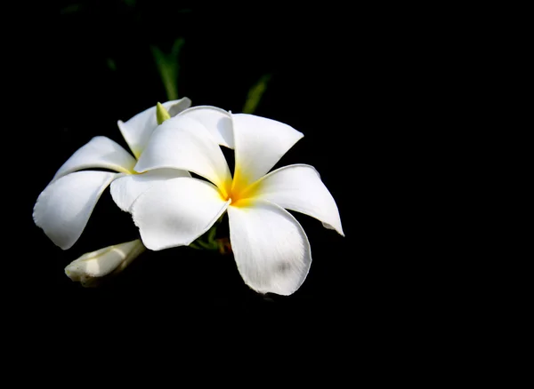 Frangipani flower — Stock Photo, Image