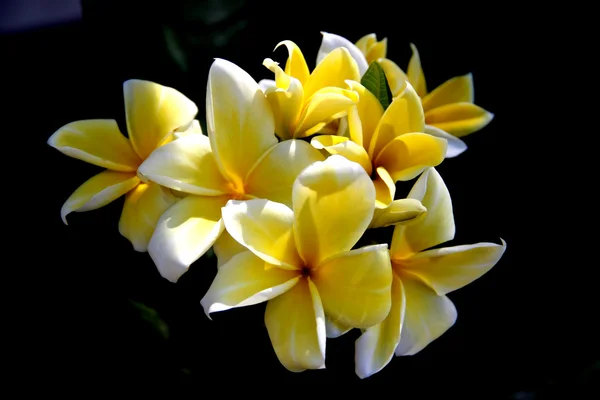 Frangipani-Blüte — Stockfoto