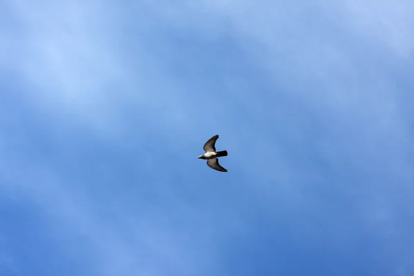 Clounds と青い空の下に飛んでハト — ストック写真