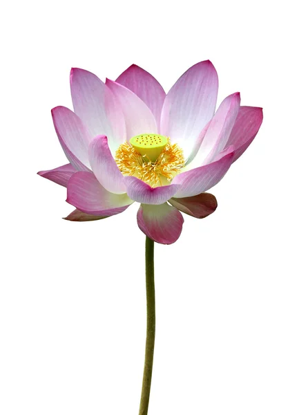 Rosa nelumbo lotus — Stockfoto