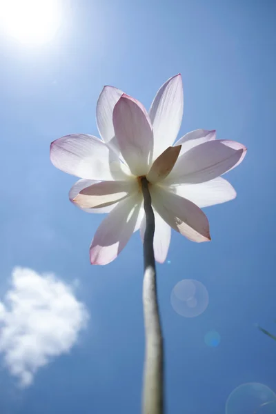 Nelumbo lotus — Stock Photo, Image