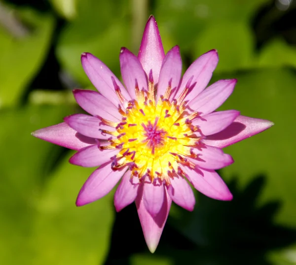 Pink Water lily — Stock Photo, Image