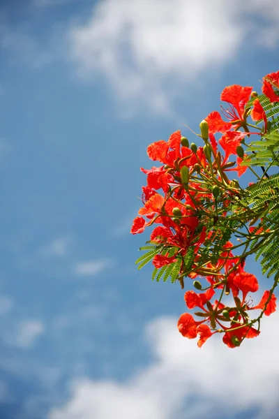 Flores de pavo real — Foto de Stock