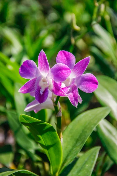Pembe buket orkide çiçek — Stok fotoğraf