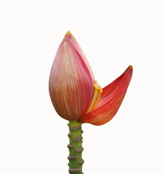 Röda banan blomma — Stockfoto