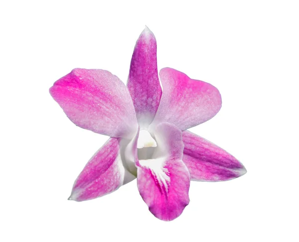 Rózsaszín orchidea virág — Stock Fotó