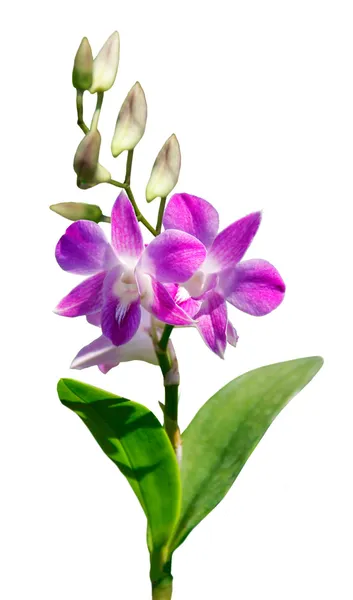 Pink bouquet orchids flower — Stock Photo, Image