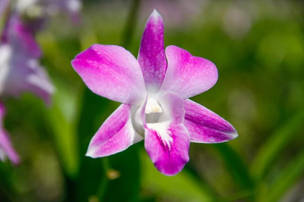 Pink orchids flower — Stock Photo, Image