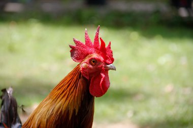 horoz kafası kırmızı taç