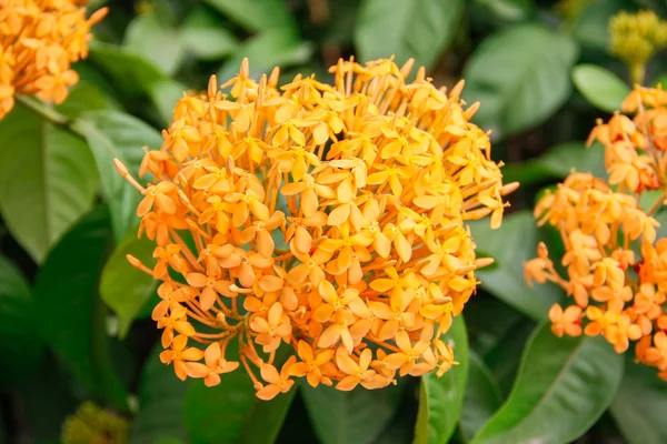 Portakal ixoras çiçek — Stok fotoğraf