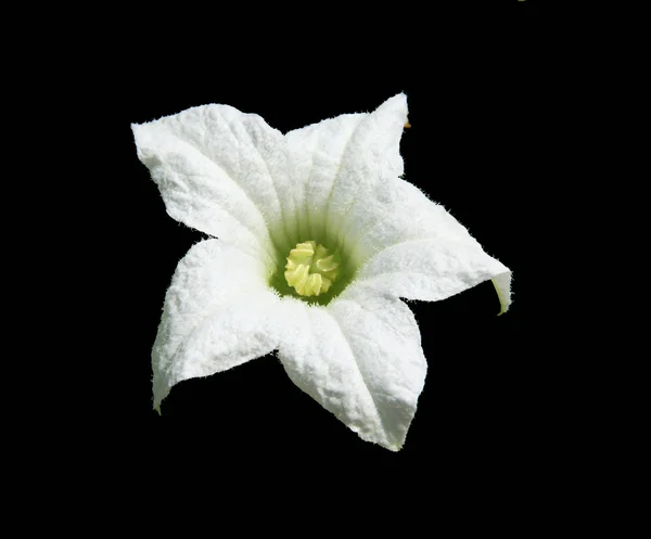 Ivy gourd flower — Stock Photo, Image