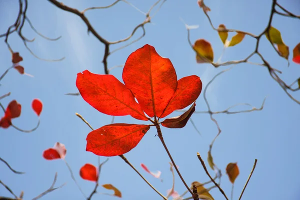 Bengal almond leaves — Stock Photo, Image