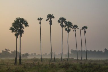 Sugar palm ağaçlar