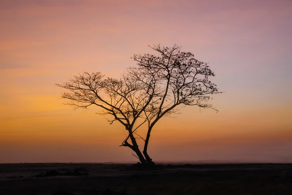 日の出とツリー — ストック写真