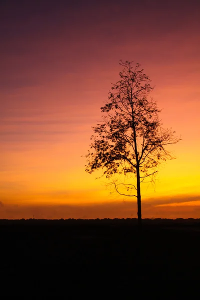 Árbol con salida del sol —  Fotos de Stock