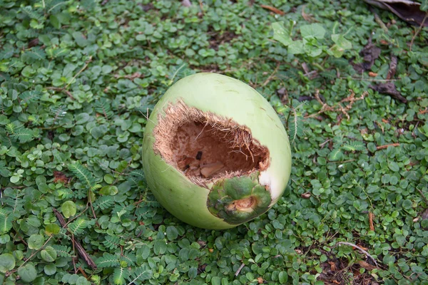 Kousnutí mladých coconu — Stock fotografie