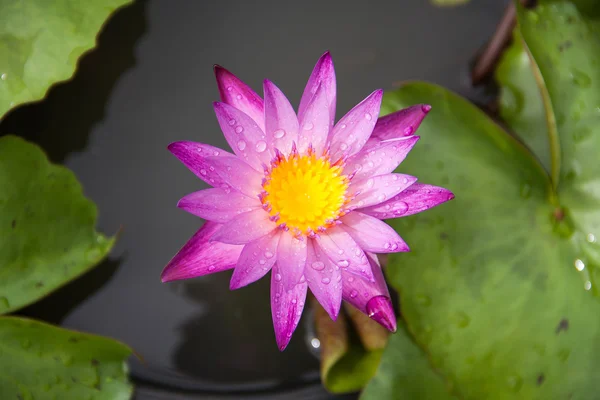 Lotus de couleur — Photo