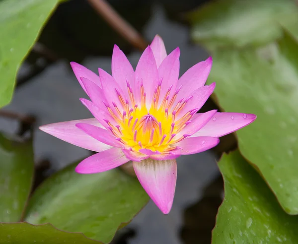 Färg lotus — Stockfoto