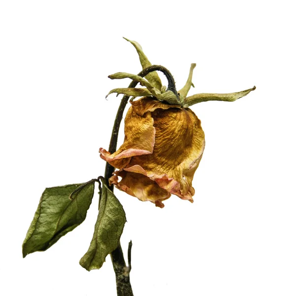 Suchy kwiat róży — Zdjęcie stockowe