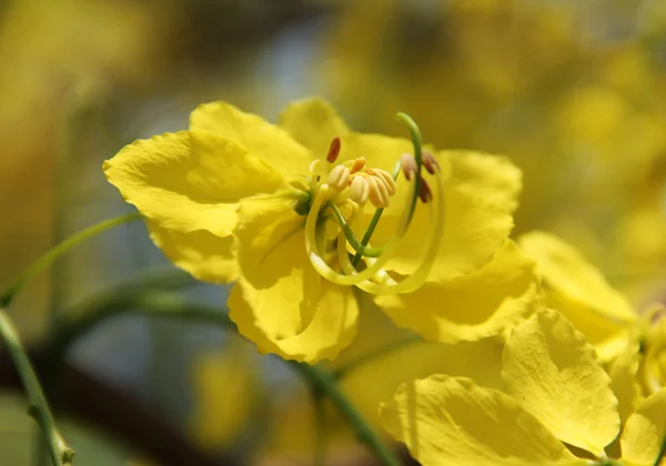 Flowering cassia — Stock Photo, Image