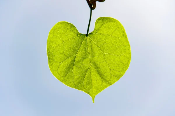 Zelený list — Stock fotografie