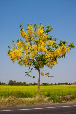 Cassia çiçek ağaç