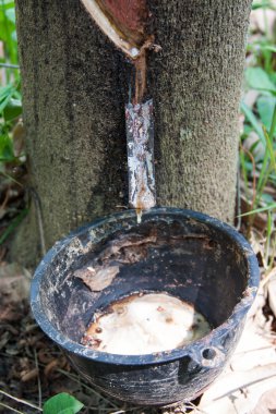 süt kauçuk ağacı