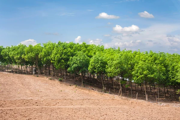 Rubber tree farm — Stock Photo, Image