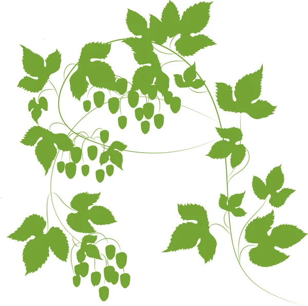 Branches avec cônes de houblon — Image vectorielle