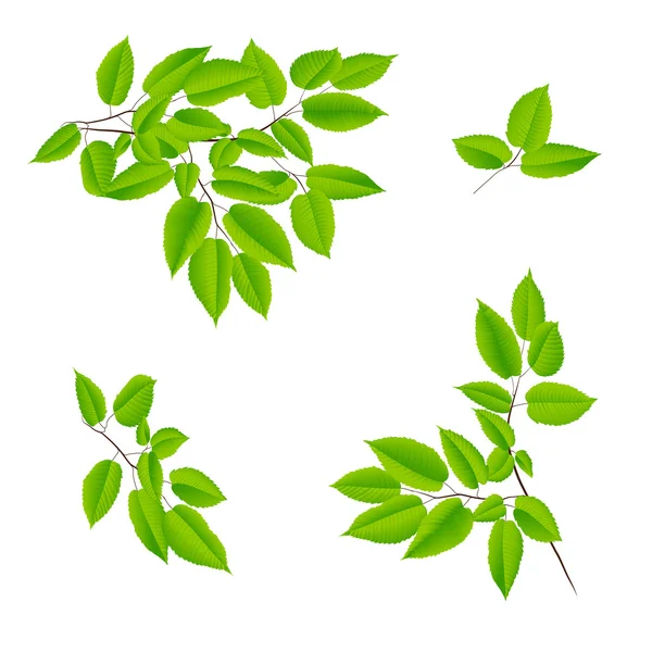 Gröna blad av ett träd — Stock vektor