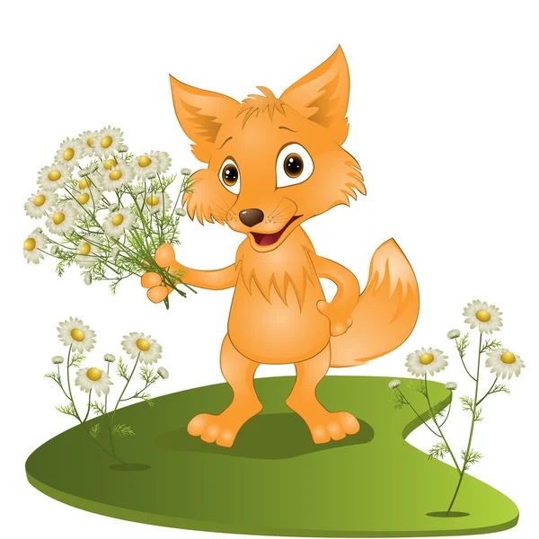 young fox with a bouquet of camomiles