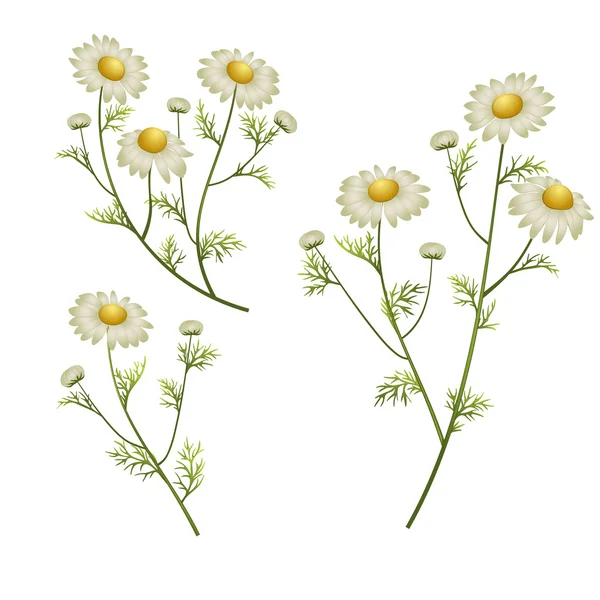 Квіти ромашки — стоковий вектор