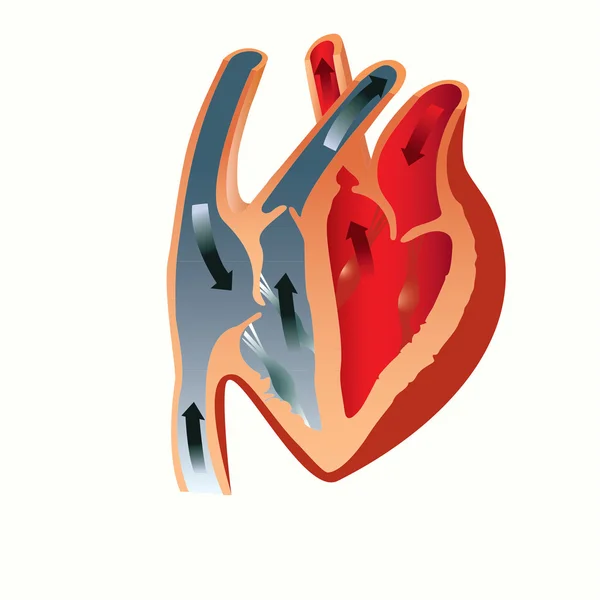 Anatomy of the heart — Stock Vector