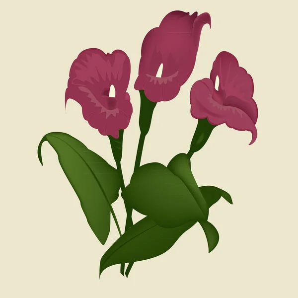 Lily bloem — Stockvector