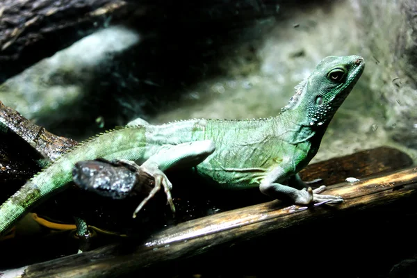 Iguana in the zoo — Stock Photo, Image