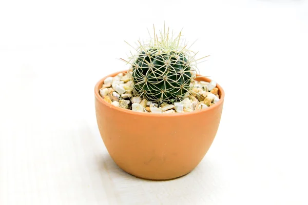 Cactus dans un pot — Photo