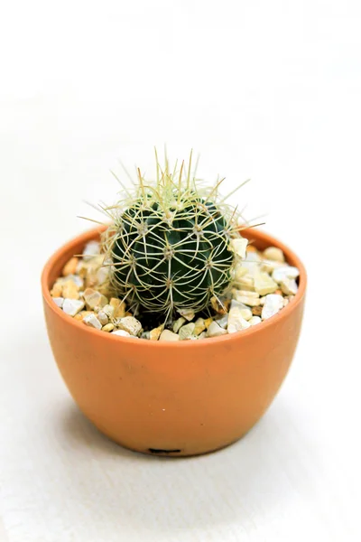 Kaktus i en gryta — Stockfoto