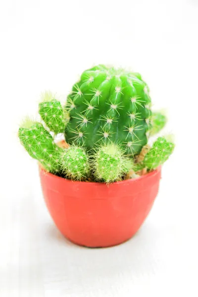 Cactus —  Fotos de Stock